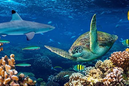 ESPECIALIZACIÓN TECNOLÓGICA EN GESTIÓN AMBIENTAL MARINA Y COSTERA